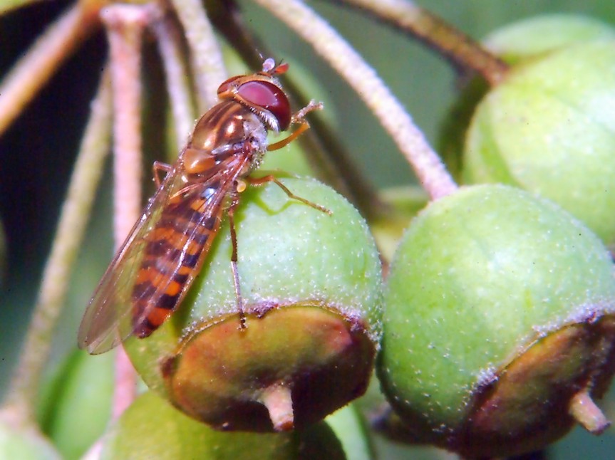 Volo libero e altri insetti